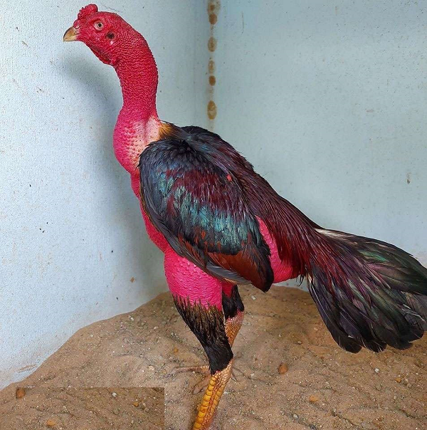 Nuôi và Huấn luyện Gà Chọi: 6 Loại Cao Tan Đòn Hiệu Quả